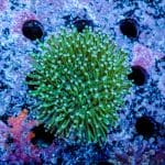 Toadstool Leather - Image 10