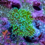 Toadstool Leather - Image 2