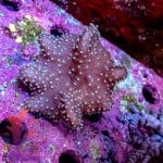 Toadstool Leather - Image 5