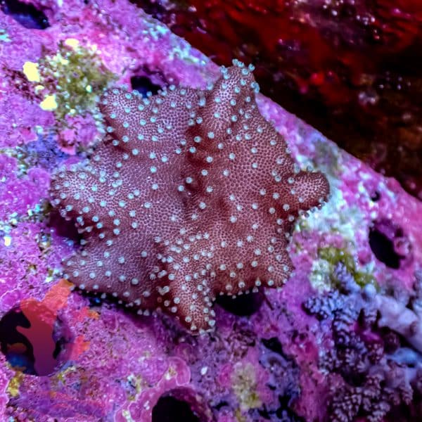 Toadstool Leather - Image 5