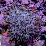 Toadstool Leather - Image 6