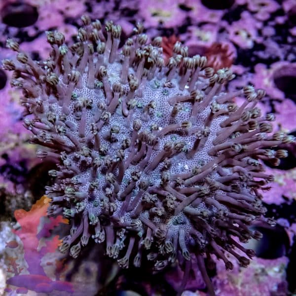 Toadstool Leather - Image 6