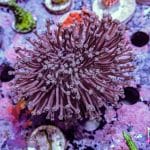 Toadstool Leather - Image 7