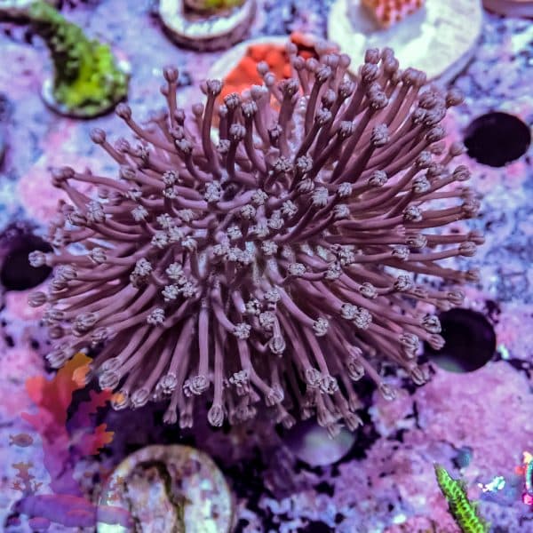 Toadstool Leather - Image 7