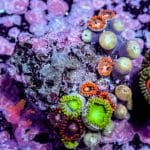 Toadstool Leather - Image 8