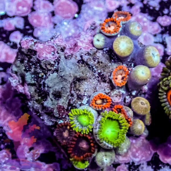 Toadstool Leather - Image 8