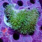 Toadstool Leather - Image 9