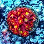 Tsa Raspberry Limeade Goniopora