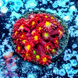 Tsa Raspberry Limeade Goniopora