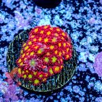 Tsa Raspberry Limeade Goniopora - Image 2