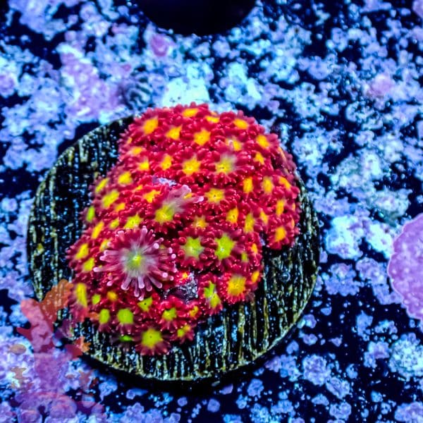 Tsa Raspberry Limeade Goniopora - Image 2