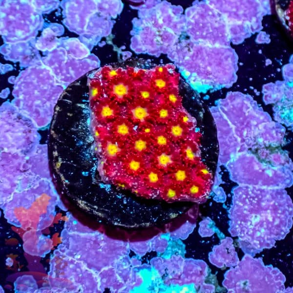 Tsa Raspberry Limeade Goniopora - Image 3