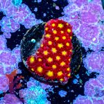 Tsa Raspberry Limeade Goniopora - Image 4