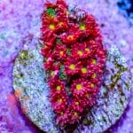 Tsa Raspberry Limeade Goniopora - Image 5