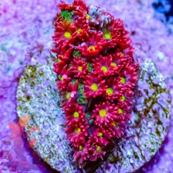 Tsa Raspberry Limeade Goniopora - Image 5