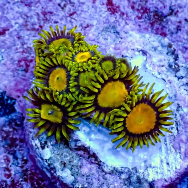 Tsa Raspberry Limeade Goniopora - Image 6