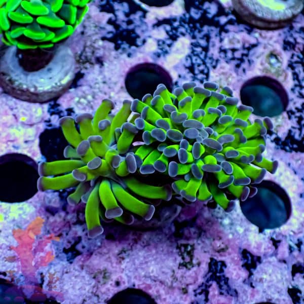 Tsa Raspberry Limeade Goniopora - Image 7