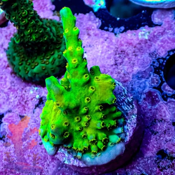 Walt Disney Acropora - Image 1