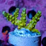 Walt Disney Acropora - Image 2