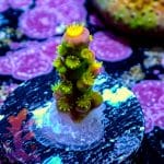 Walt Disney Acropora - Image 3