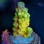 Walt Disney Acropora - Image 4