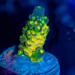 Walt Disney Acropora - Image 5