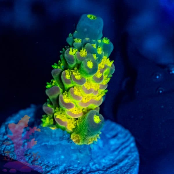 Walt Disney Acropora - Image 5