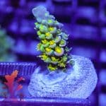 Walt Disney Acropora - Image 6