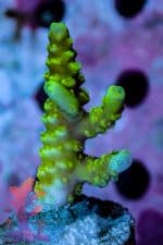 Walt Disney Acropora - Image 7