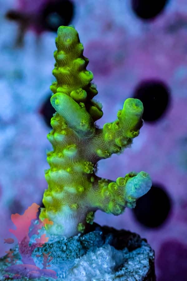 Walt Disney Acropora - Image 7