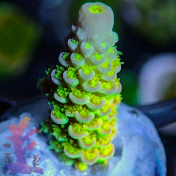 Walt Disney Acropora - Image 8