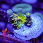 Walt Disney Acropora - Image 9