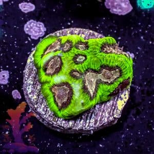 Watermelon Favia