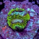 Watermelon Favia - Image 10