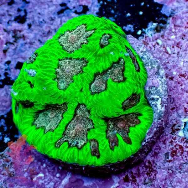Watermelon Favia - Image 2