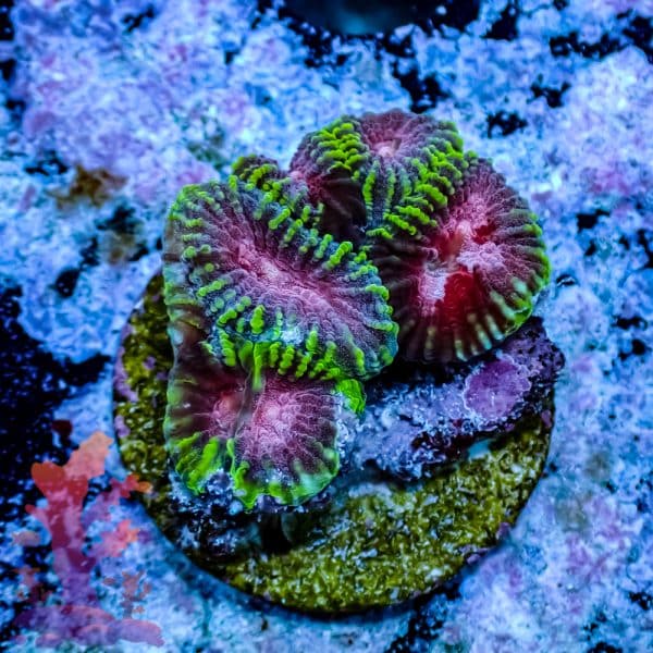 Watermelon Favia - Image 5
