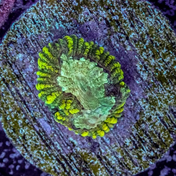 Watermelon Favia - Image 6
