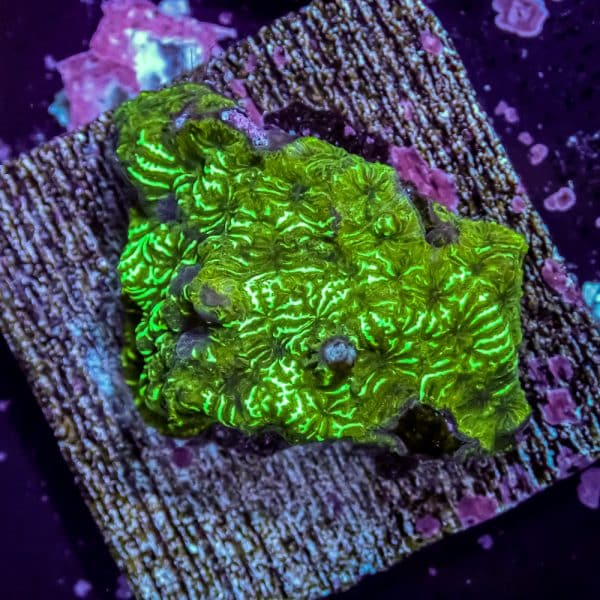 Watermelon Favia - Image 7
