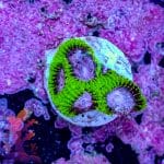 Watermelon Favia - Image 8