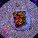 Wonderland Rainbow Goniopora - Image 3
