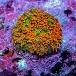 Wonderland Rainbow Goniopora - Image 5