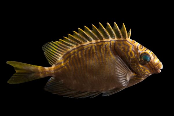 Scribbled Rabbitfish - Image 1