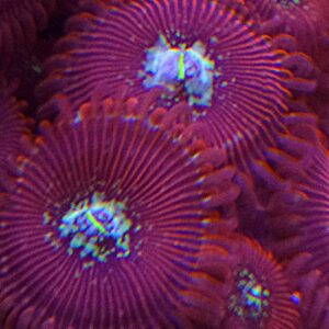 Premium Coral Frag