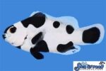 Blackstorm/Absolute Zero Frostbite Clownfish Pair