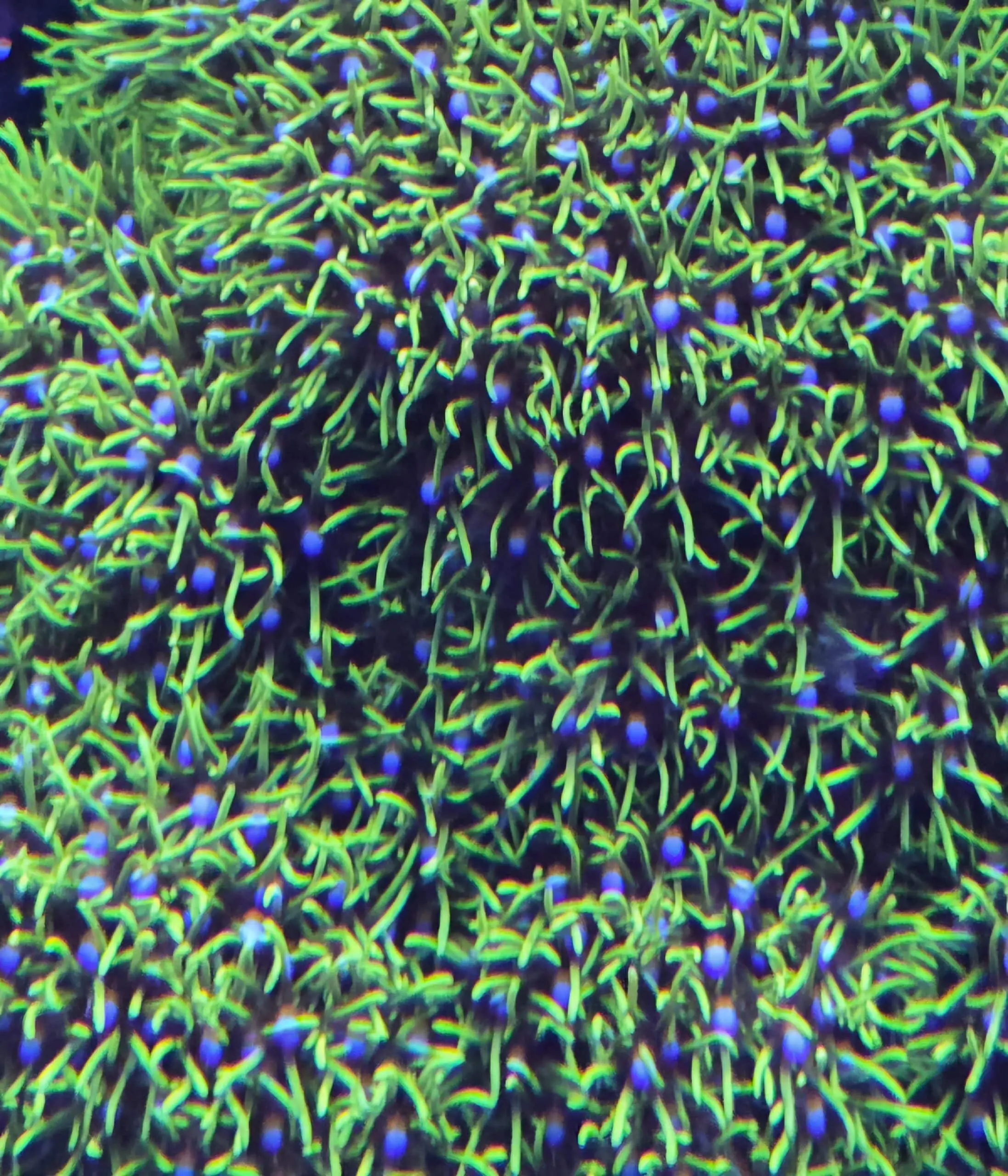 20260410_191529.jpg GSP frag - Image 1