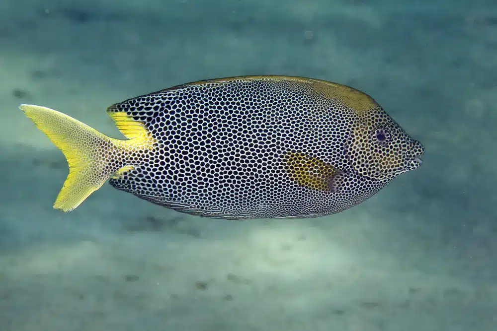 Starry-Rabbitfish.webp Starry Rabbitfish - Image 1